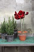 Amaryllis next to small potted conifers