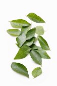 Curry leaves on a white surface