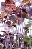 Purple shiso cress