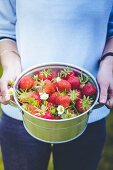 A woman holding a bucket of freshly picked strawberries