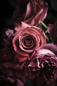 Rosa Rosen zum Valentinstag
