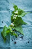 A nettle branch with flowers