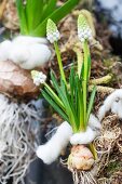White grape hyacinths with bulb tied to spring wreath