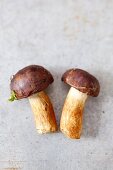 Two bay bolete mushrooms