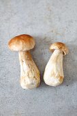 Two fresh ceps