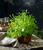 Rocket in a flowerpot