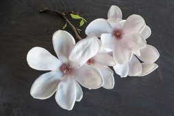 White magnolia flowers