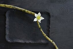 Two mossy branches and white hellebore on black tray