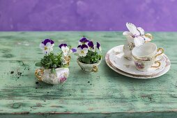 Coffee set planted with violas