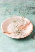Edible wild carrot flowers on plate