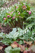 Snowdrops and pink hellebores in garden