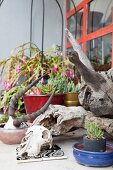 Arrangement mit Tierschädel, verwittertes Holz und Sukkulenten auf Terrasse