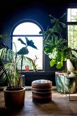 Large houseplants in decorative pots in front of arched window