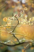 Branch of yellow-flowering witch-hazel