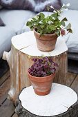 Flowering oxalis in terracotta pots on tree stump stools