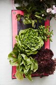 Arrangement mit verschiedenen Salatköpfen und Pflanzen
