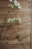 Two sprigs of cow parsley arranged on wooden surface