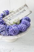 Welcome sign and blue hyacinths on cake stand
