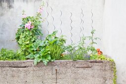 Betontrog als Hochbeet mit verschiedenen Küchenkräutern, Gartenpflanzen und Blumen