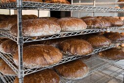 Graham-Brote aus dem Holzofen auf Metallregalen in einer Bäckerei