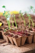 Vegetable seedlings in recycled seed trays