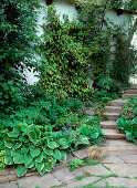 Stairs of natural stone, Hosta, Hedera helix, Aquilegia
