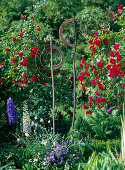 Garden art with woven willow, rose 'Flammentanz'