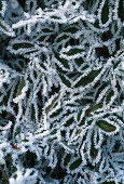 Frost an Euonymus fortunei 'Gracilis'
