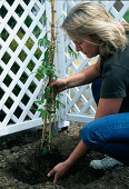 Plant clematis