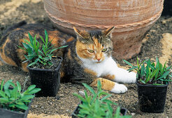 Planting a bed 