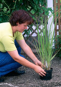 Planting a perennial bed: 11 Step