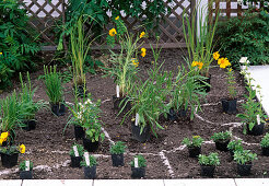 Planting a perennial bed: 12