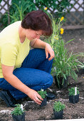 Planting a perennial bed: 9 Step