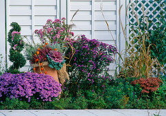 1. Jahr Herbst: Malus, Buxus, Aster dumos 'Prof. Kippenberg'