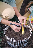 Planting spring onions in baskets in autumn