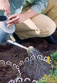 Planting spring onions in autumn in wire baskets