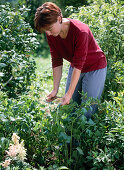 Planting a shade bed (11/12)