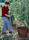 Planting a shade bed (1/12)