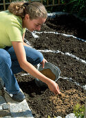 Plant of a seedling flower bed