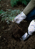 Plant perennial flowerbed