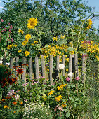 Garden view with old fence