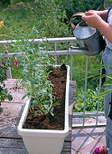 Balcony box with water storage