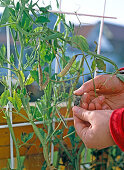 Harvest of wicker seeds on the balcony