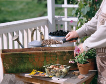 Plant box with Tulipa (tulip) and Viola