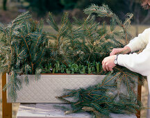 In spring, remove the winter protection made of fir branches