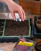 Sowing broccoli and chard indoors