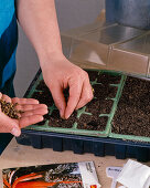 Sowing broccoli and chard indoors