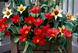 Tulips 'Spring Beauty' red