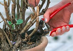 Pruning an overwintered Pelargonium
