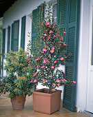 Camellia sasanqua 'Cleopatra'